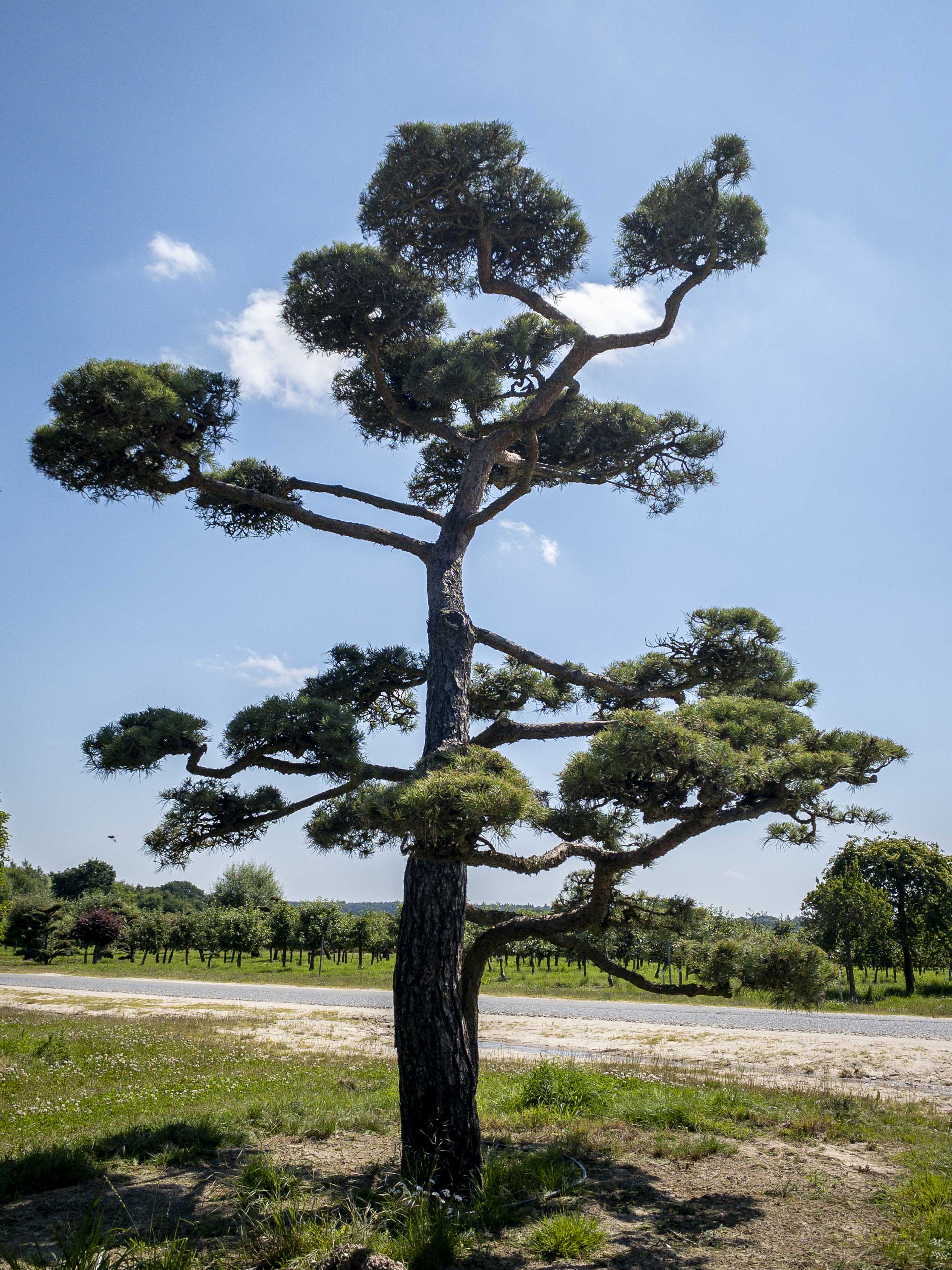 Pinus sylvestris Bonsai